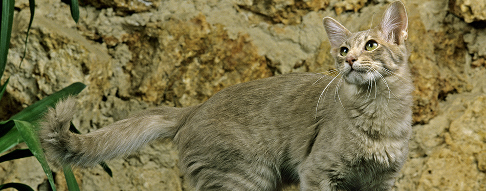 Longhair Oriental Domestic Cat at home