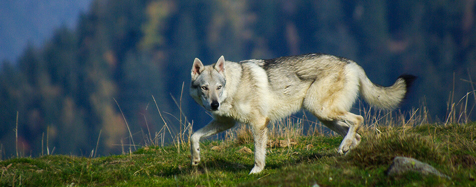 Portrait of Dog Czechoslovakian wolfdog in mountain