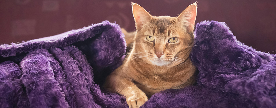 Portrait of an adult brown cat wrapped in a blanket lying on a couch