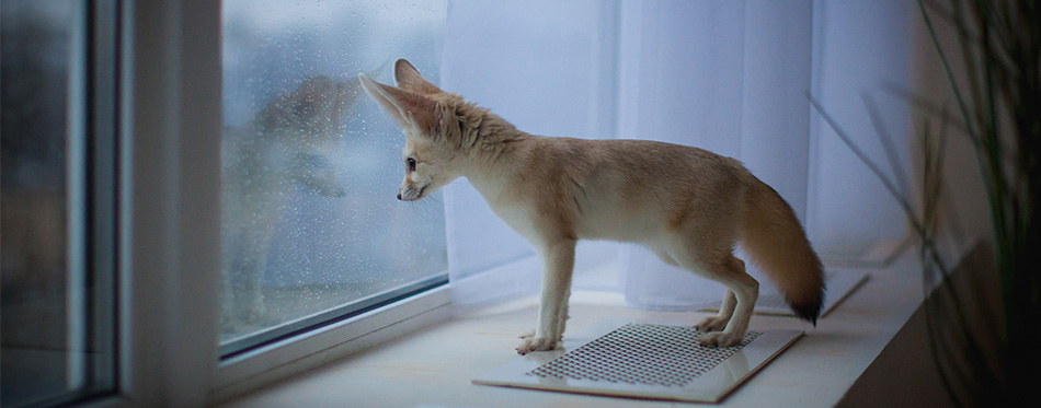 Pretty Fennec fox cub in front of window