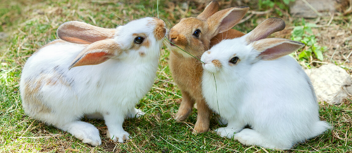 Rabbits are eating grass on green meadow in summertime