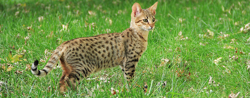 Savannah kitten in the grass