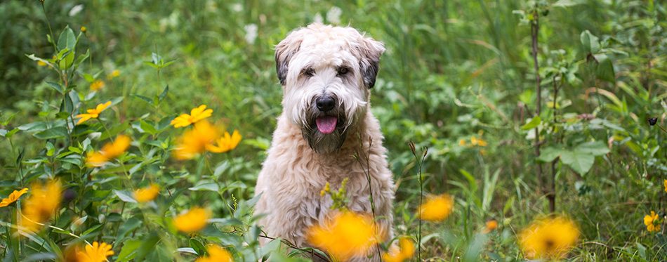 Wheaten terrier dog sitting in a field of tall grass and wildflowers.