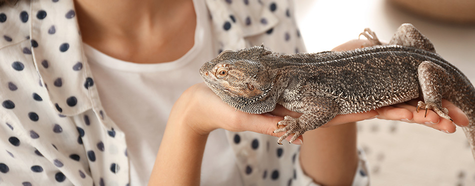 Woman holding bearded lizard indoors, closeup.