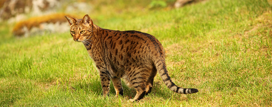 beautiful brown and black stripped and spotted ocicat cat standing on a green grass in a garden with big rock in the background on a sunny day in Europe
