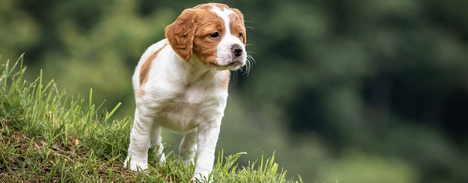 cute and curious brown and white brittany spaniel baby dog, puppy portrait isolated exploring in green meadow with blurred background
