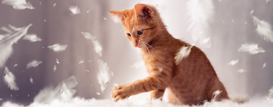 playful red kitten in feathers