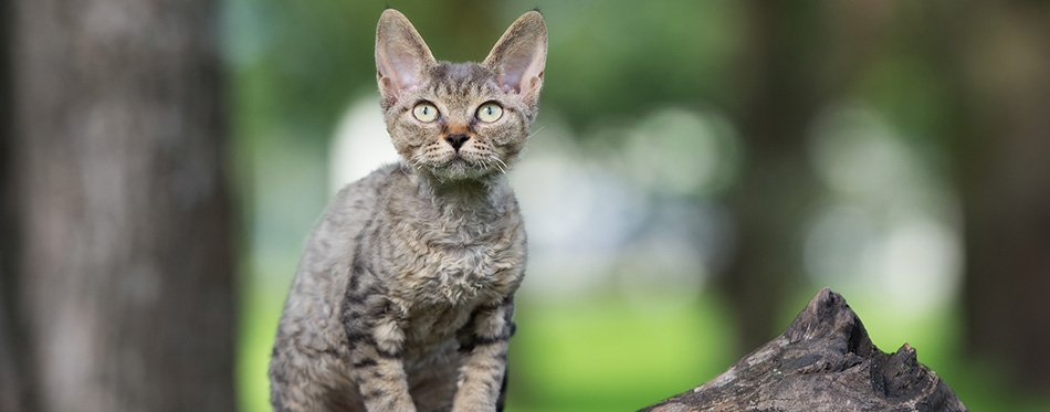 tabby devon rex kitten sitting on a tree