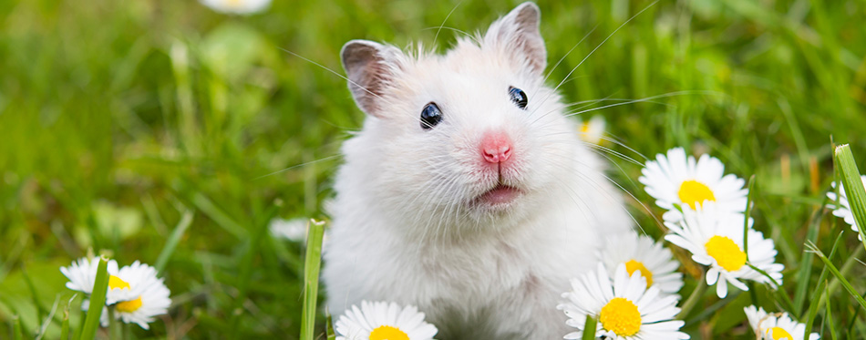 white hamster against the background of a beautiful spring