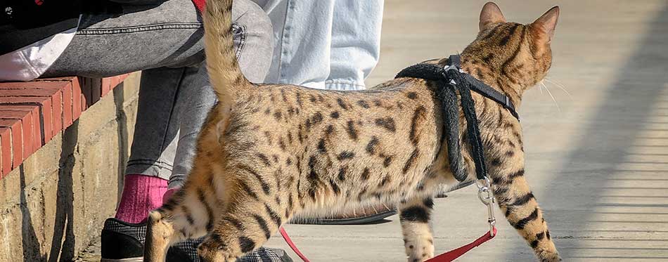 Cheetoh Cat with a harness on a leash