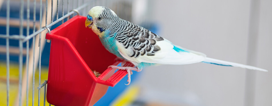 Cute budgie sitting on red feeder outside cage and eating
