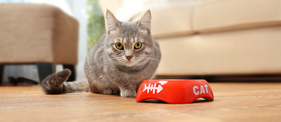 Cute cat eating food at home