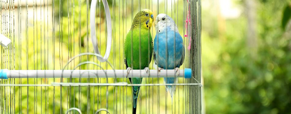 Cute colorful budgies in cage, outdoors