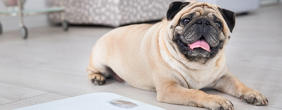Cute overweight pug on floor with weight scale at home