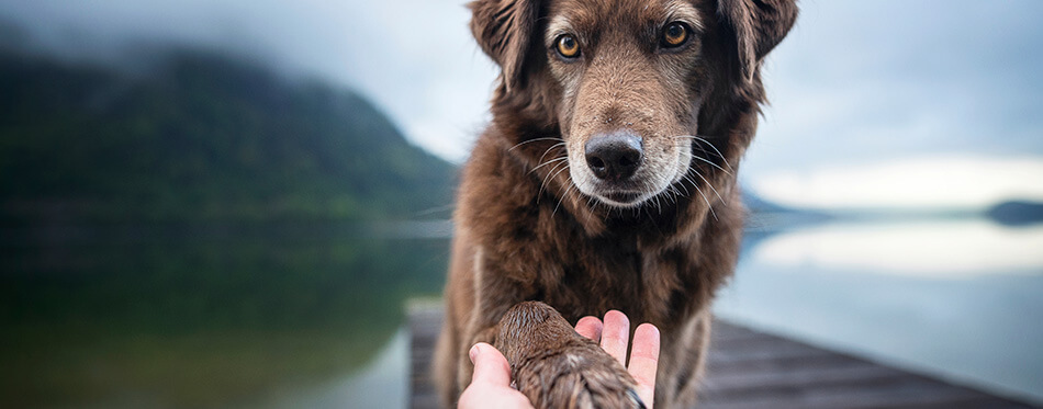 Dog gives human paw. 