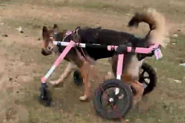 Dog with Wheelchair 