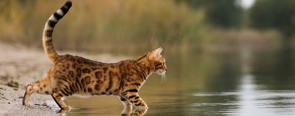 Domestic Bengal cat hunting on the lake.