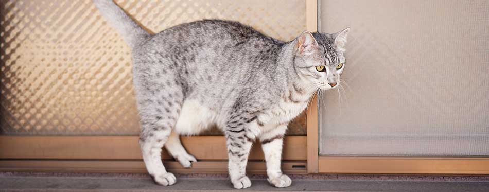 Egyptian mau cat with arched back, in front of the window.