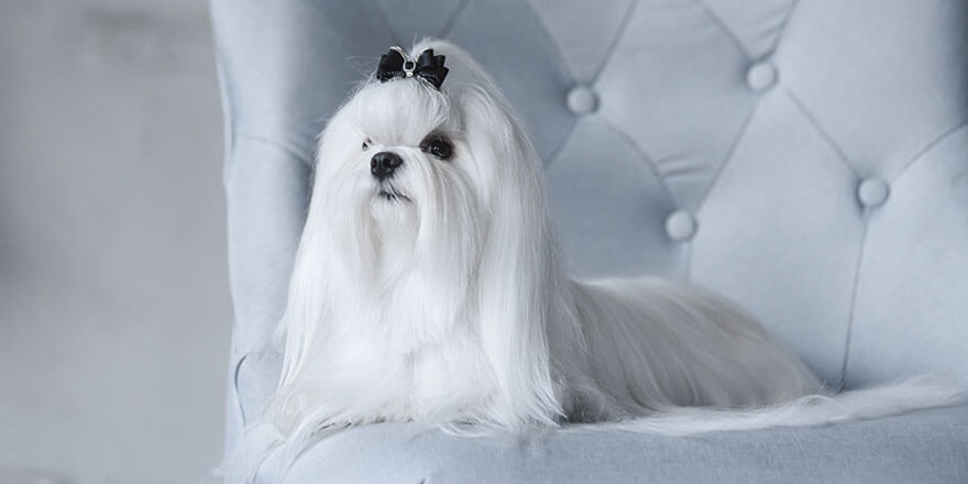 Gorgeous Maltese dog with a black bow hair tie sitting on a blue chair