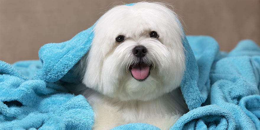 Maltese dog wrapped in a blue blanket