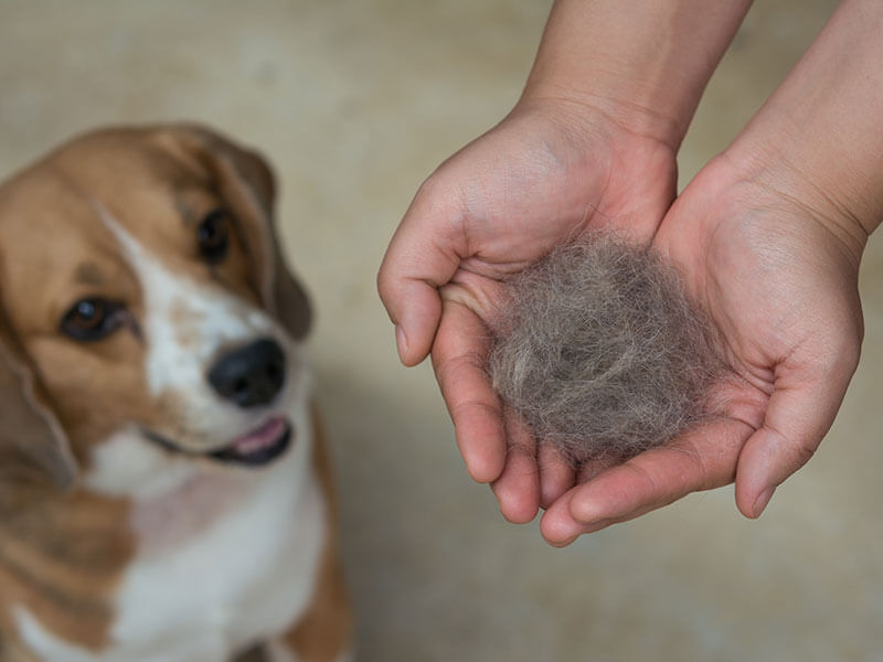 Owner holding her Beagle's hair after brushing, while dog is looking at her.