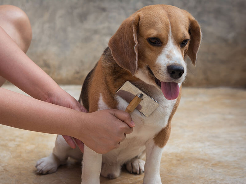 Owner is brushing her Beagle dog, while he is sitting on the floor