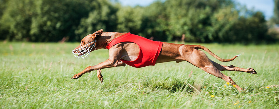 Pharaoh hound dog running on lure coursing competition