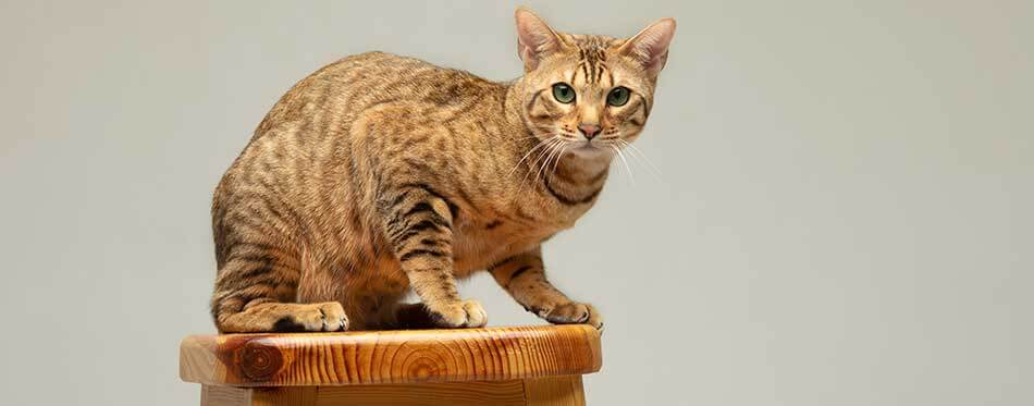 Serengeti cat sitting on a wooden chair in front of a grey background.
