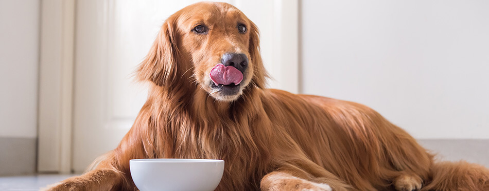 The Golden Retriever eating