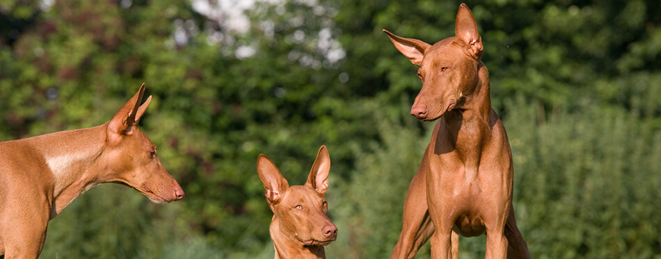 Three dogs in a meadow - Pharaoh Hound