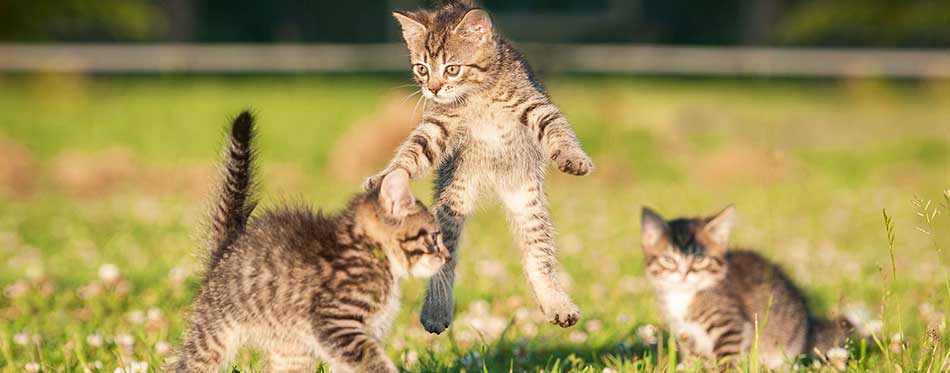Three grey tabby kittens playing outdoors in summer