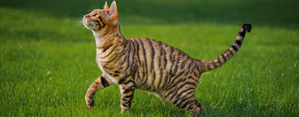 Toyger cat is playing in the grass