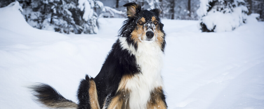 border collie husky crossbreed dog