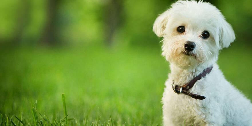 Cute Maltese puppy, with leather collar around his neck, sitting in grass