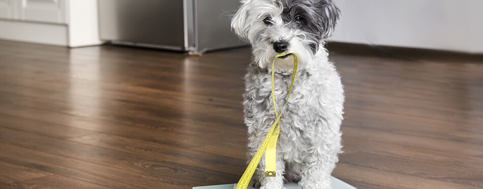 cute poodle dog sitting on weigh scales with measuring meter in the mouth