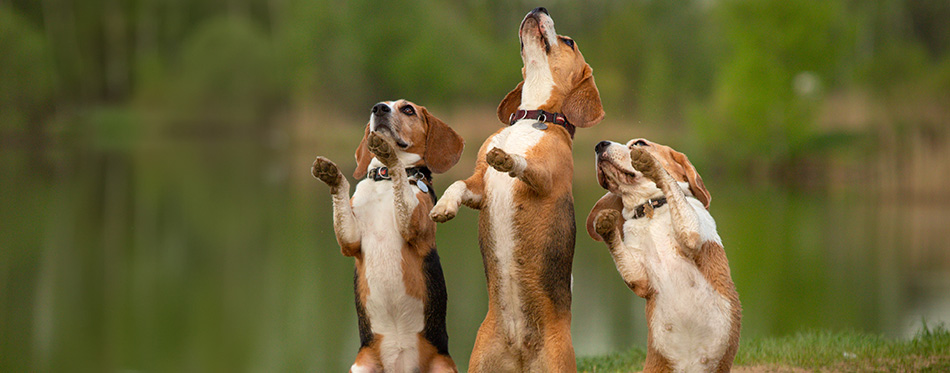 dancing dogs three beagles doing dog tricks outdoor in summer