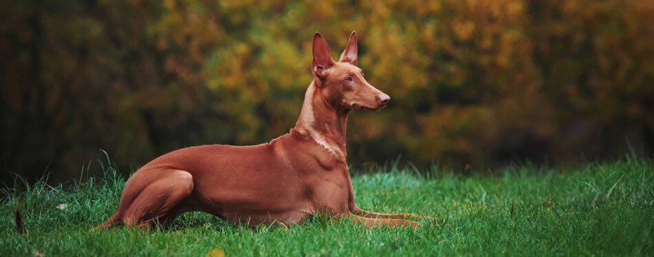 dog lying on the grass