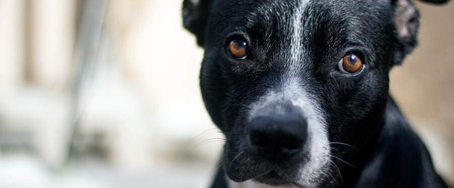 pitbull border collie mix