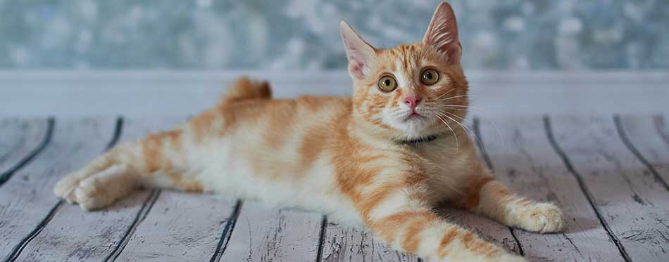 Red American Bobtail cat is laying down on the wooden floor in front of the wall