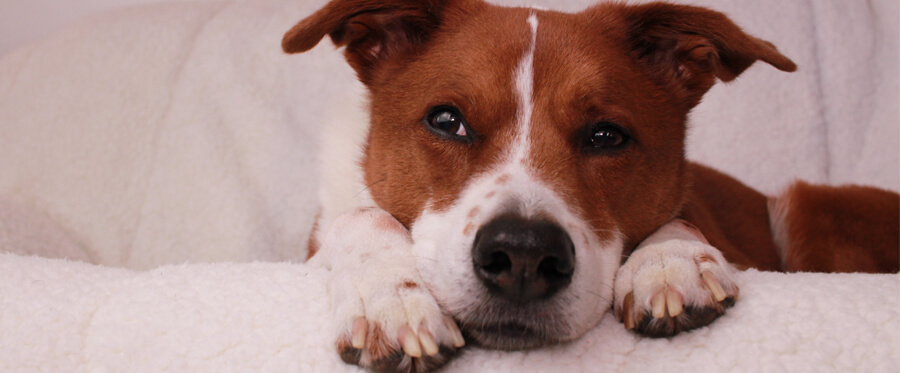 terrier border collie mix