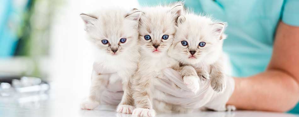 Three adorable fluffy ragdoll kittens with beautiful blue eyes sitting on table at vet clinic and looking at camera
