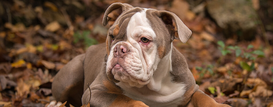 A 5 month old lilac colored American Bulldog poses for photographs in the fall leaves in North Carolina