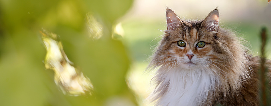 A beautiful tortoiseshell norwegian forest cat female outdoors in autumnal light with yellow leaves