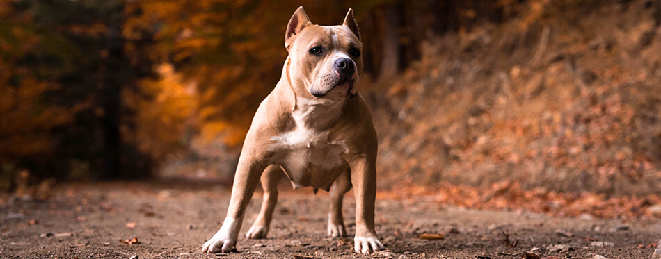 American Bully Female standing on the garden in autumn