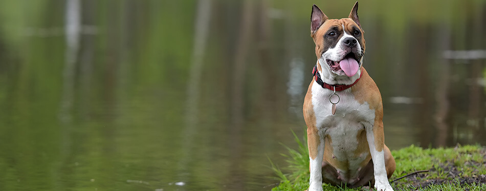 American Staffordshire Terrier outdoor portrait