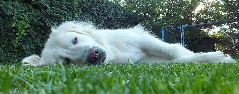 Anatolian purebred sheepdog. Akbash,akbas, white dog.
