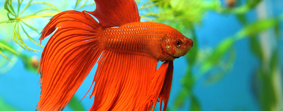 Aquarian fish swims in aquarium water