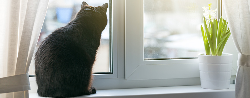 Black cat sitting on window sill against sunlight and looking outside