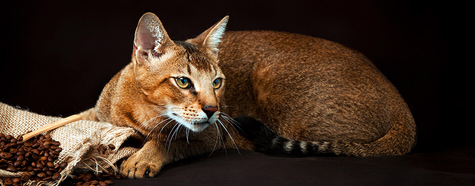 Chausie, abyssinian cat on dark brown background