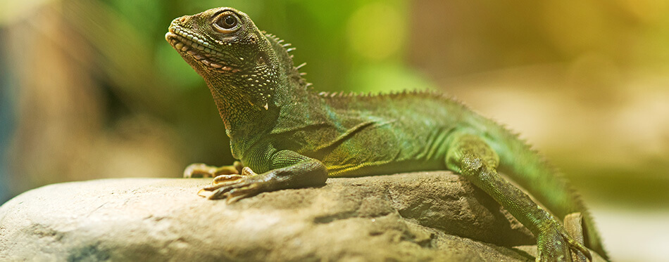 Chinese Water Dragon